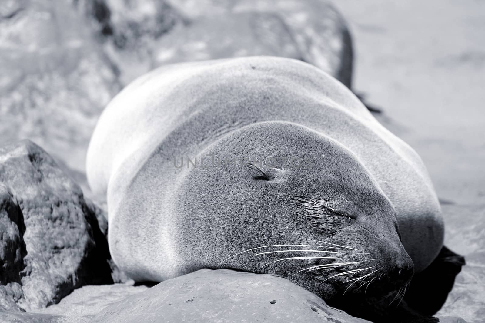 Seal at Cape Cross Reserve, Atlantic Ocean coast in Namibia.