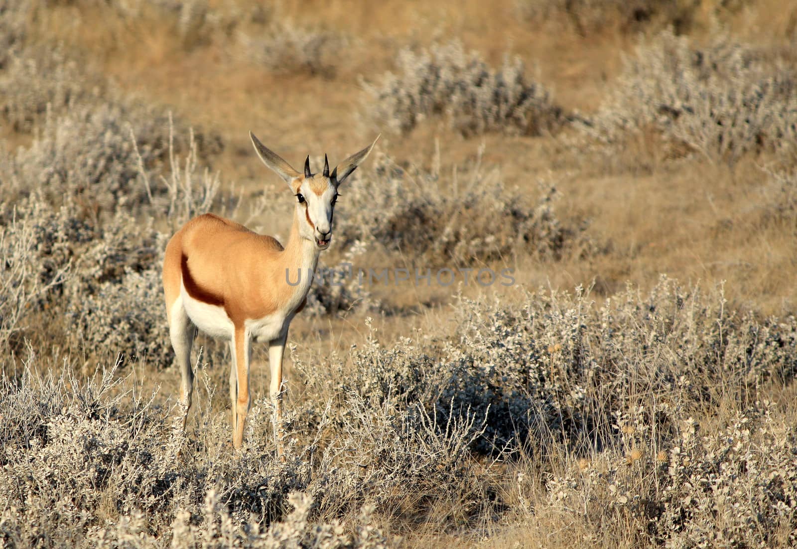 Springbok (Antidorcas Marsupialis ), Etosha National Park, Namibia, Southern Africa