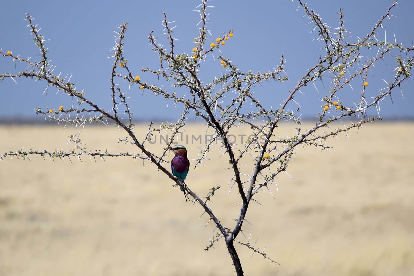 Lilac-breasted Roller, (Coracias caudatus), Etosha National Park. Namibia