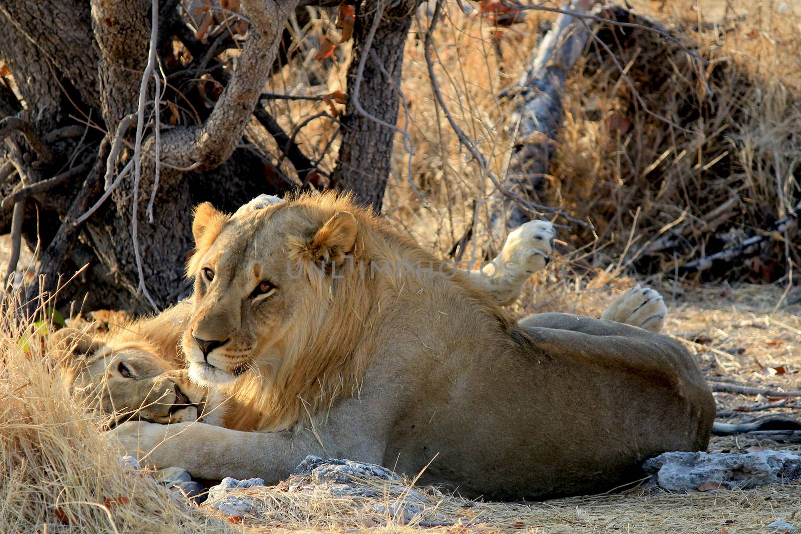 Young male lion (Panthera leo) lying in the grass, Etosha National Park, Namibia 