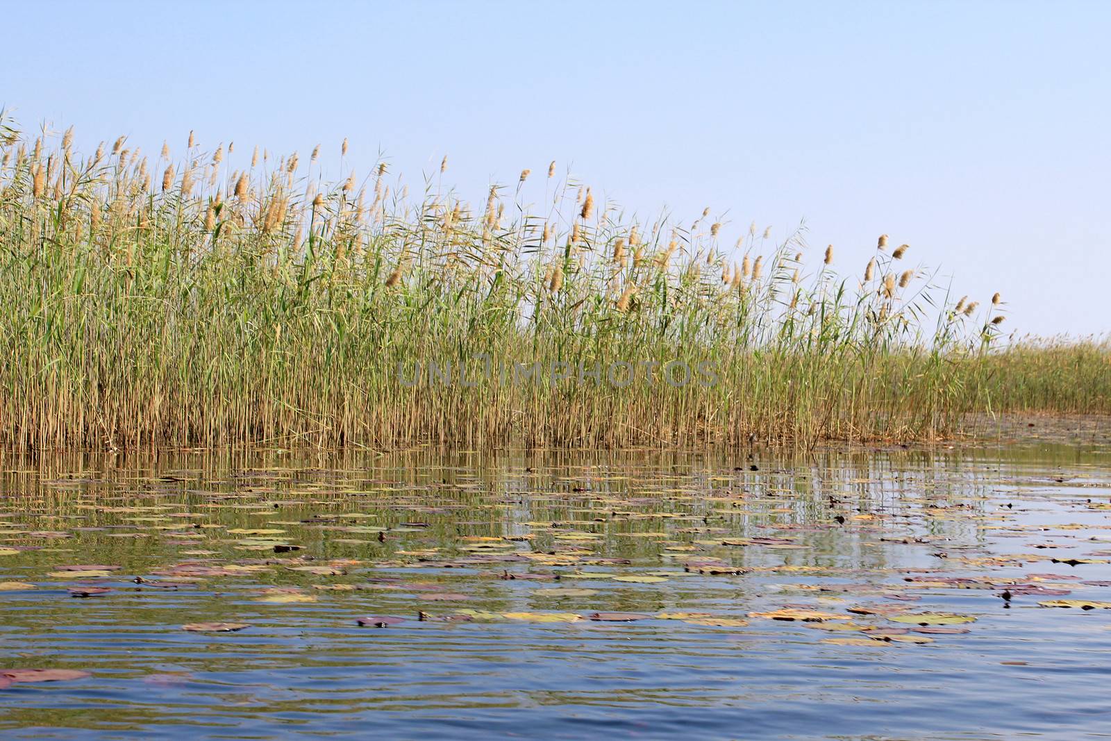 Okavango Delta water and "Cyperus papyrus" plant landscape. North of Botswana.