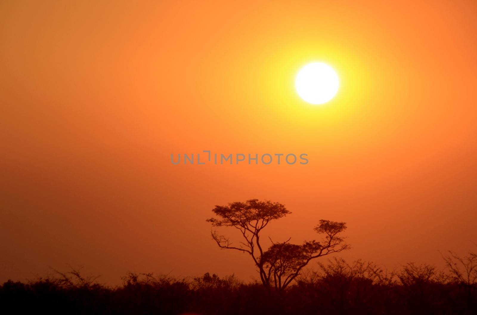 Sunset in Etosha Natural Reserve Wild Park, Namibia