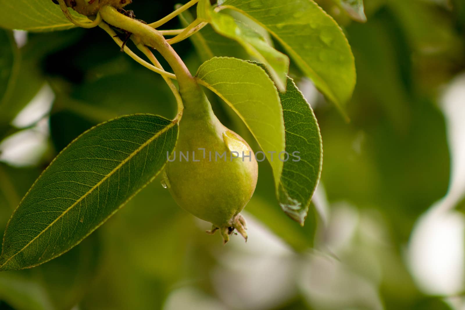 Green pear hanging on a branch with leafs focus on a single one in the middle.