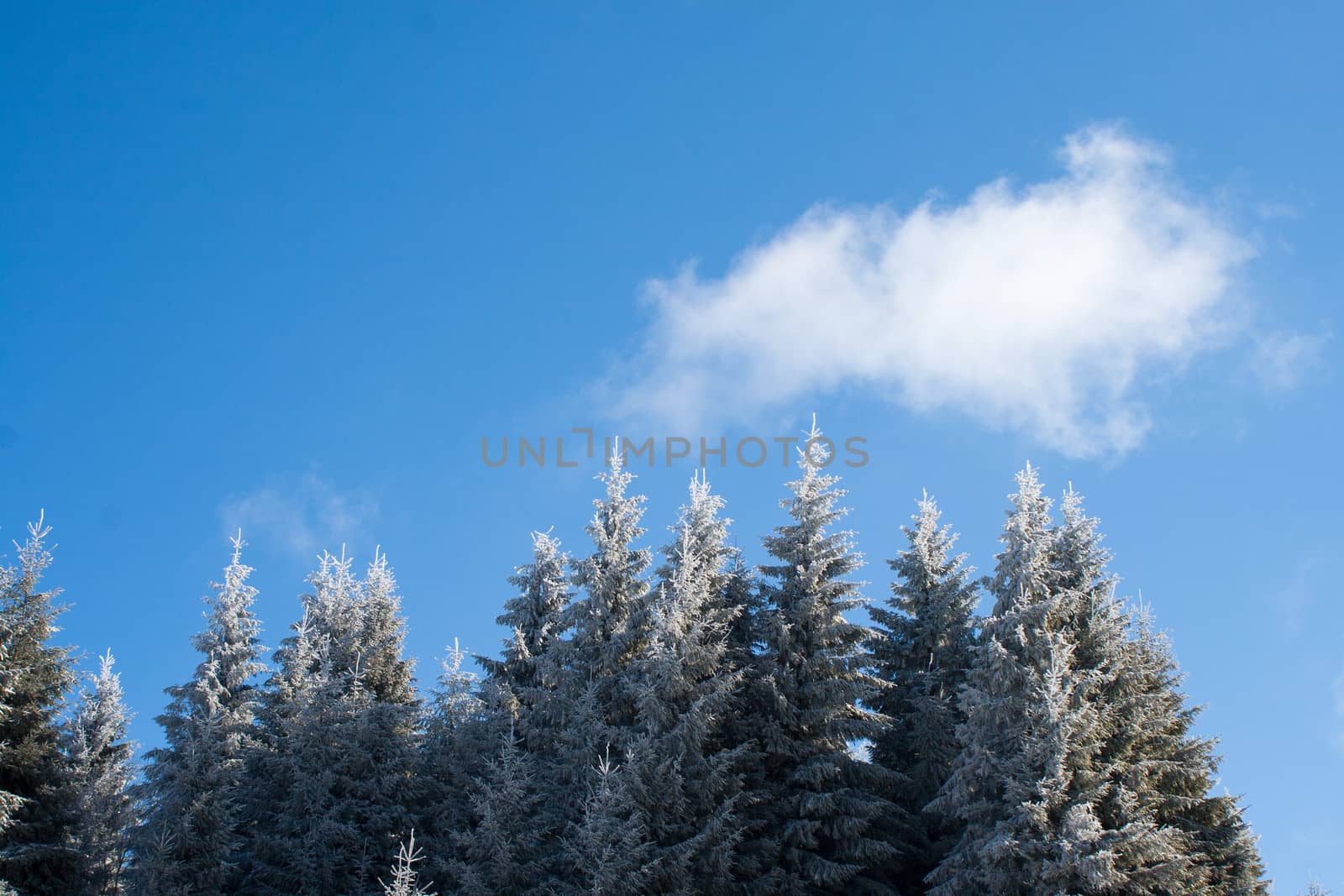 Winter forest trees on sky background.