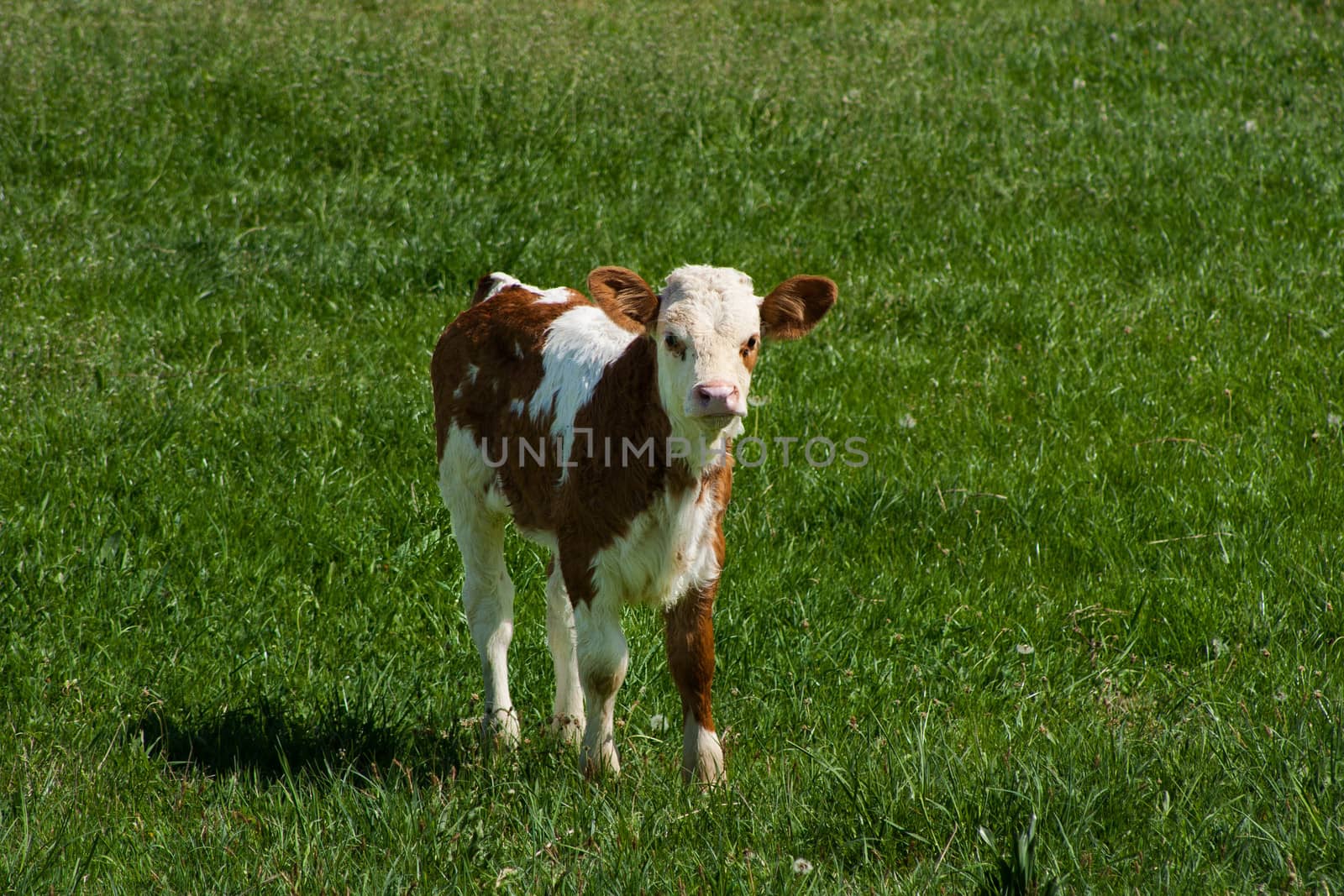 Photo of a cow standing in a field with hills.
