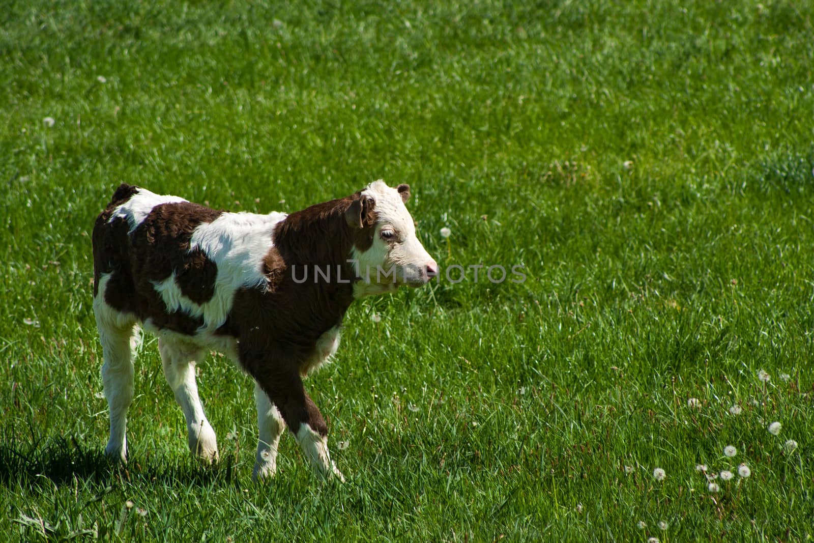 Photo of a cow standing in a field with hills.