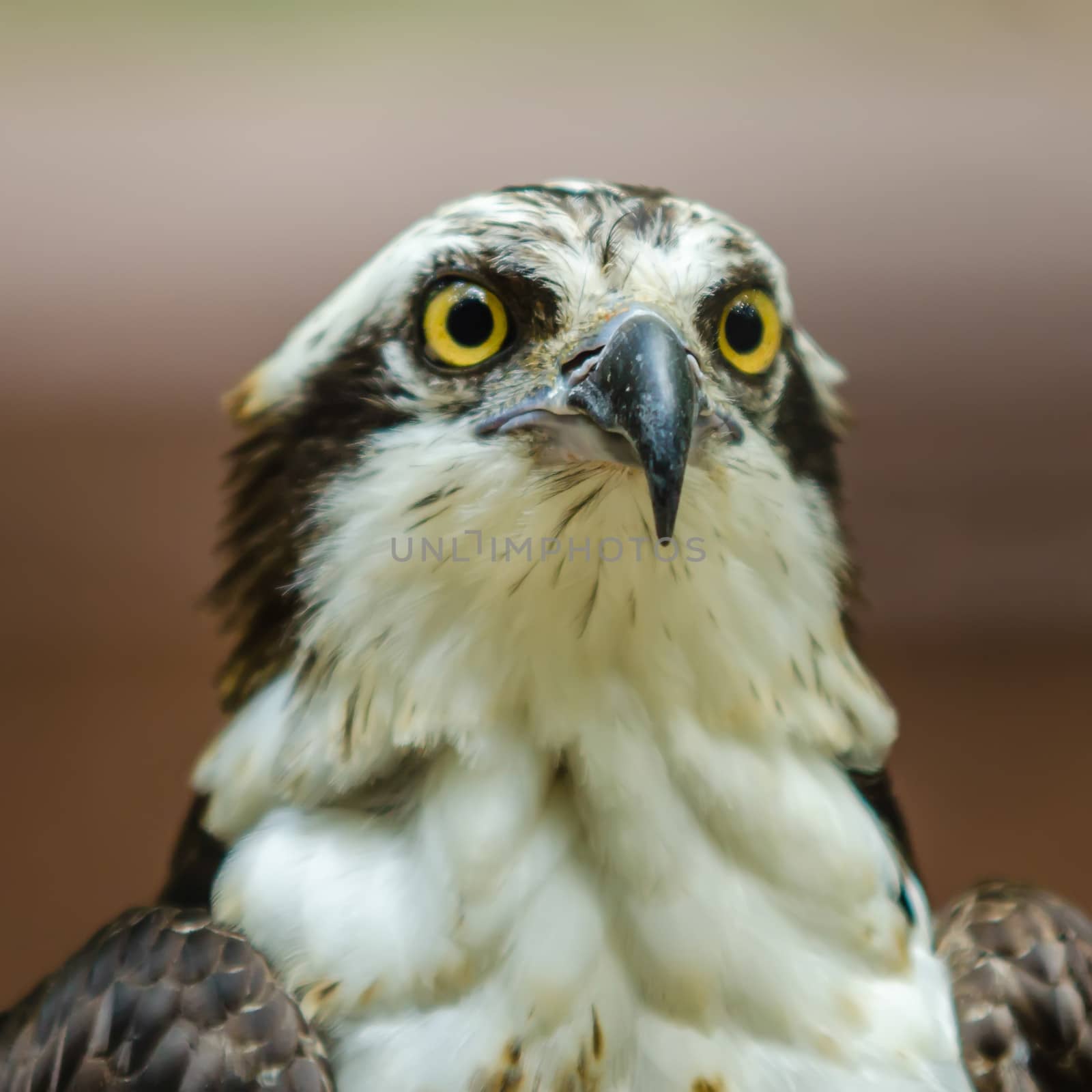 A beautiful closeup of a falcon by digidreamgrafix