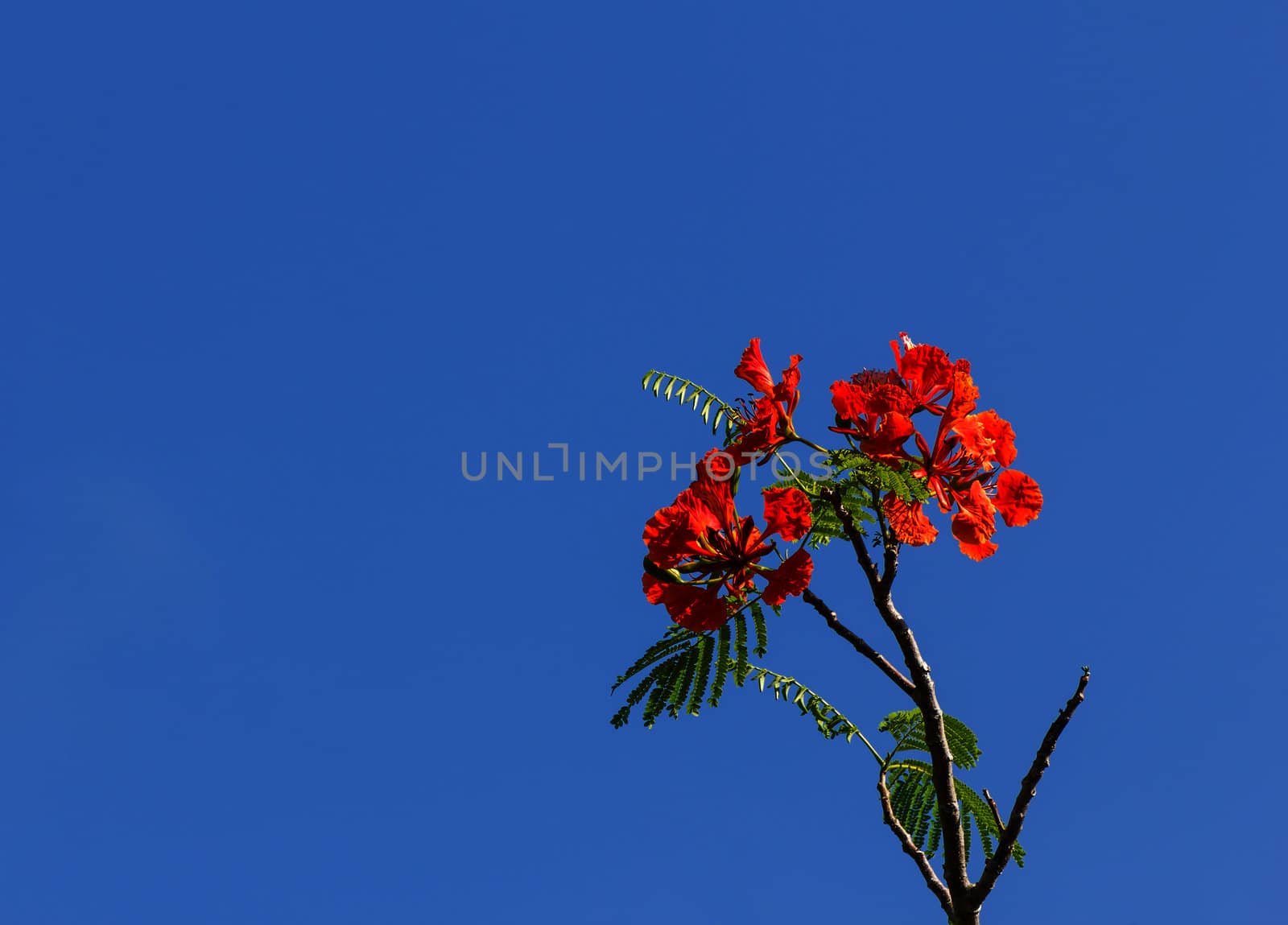 Flame tree or Royal Poinciana blossom on blue sky