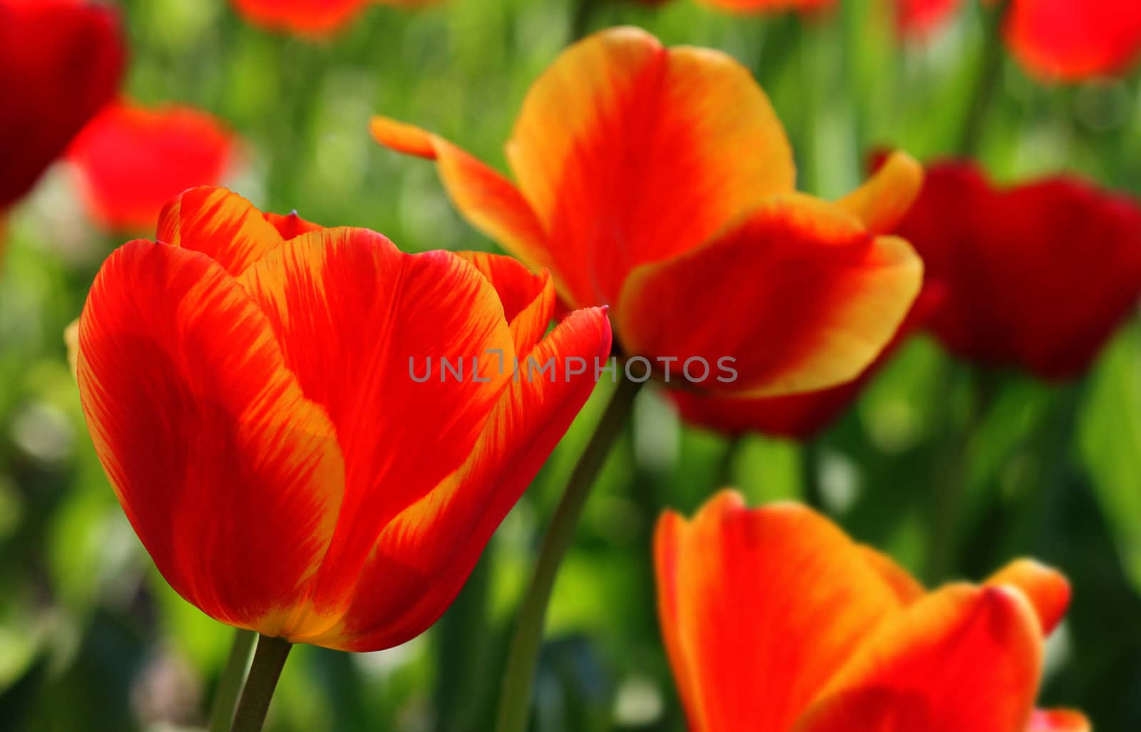 red with yellow tulips by romantiche