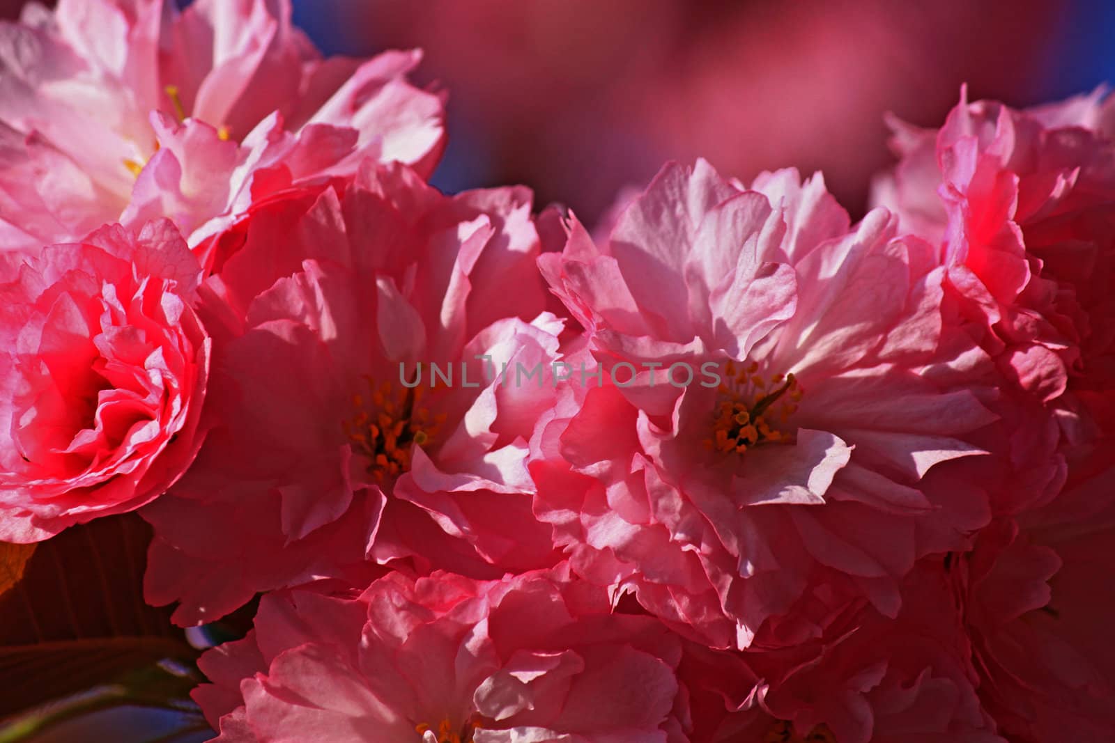 close up of pink cherry blossom