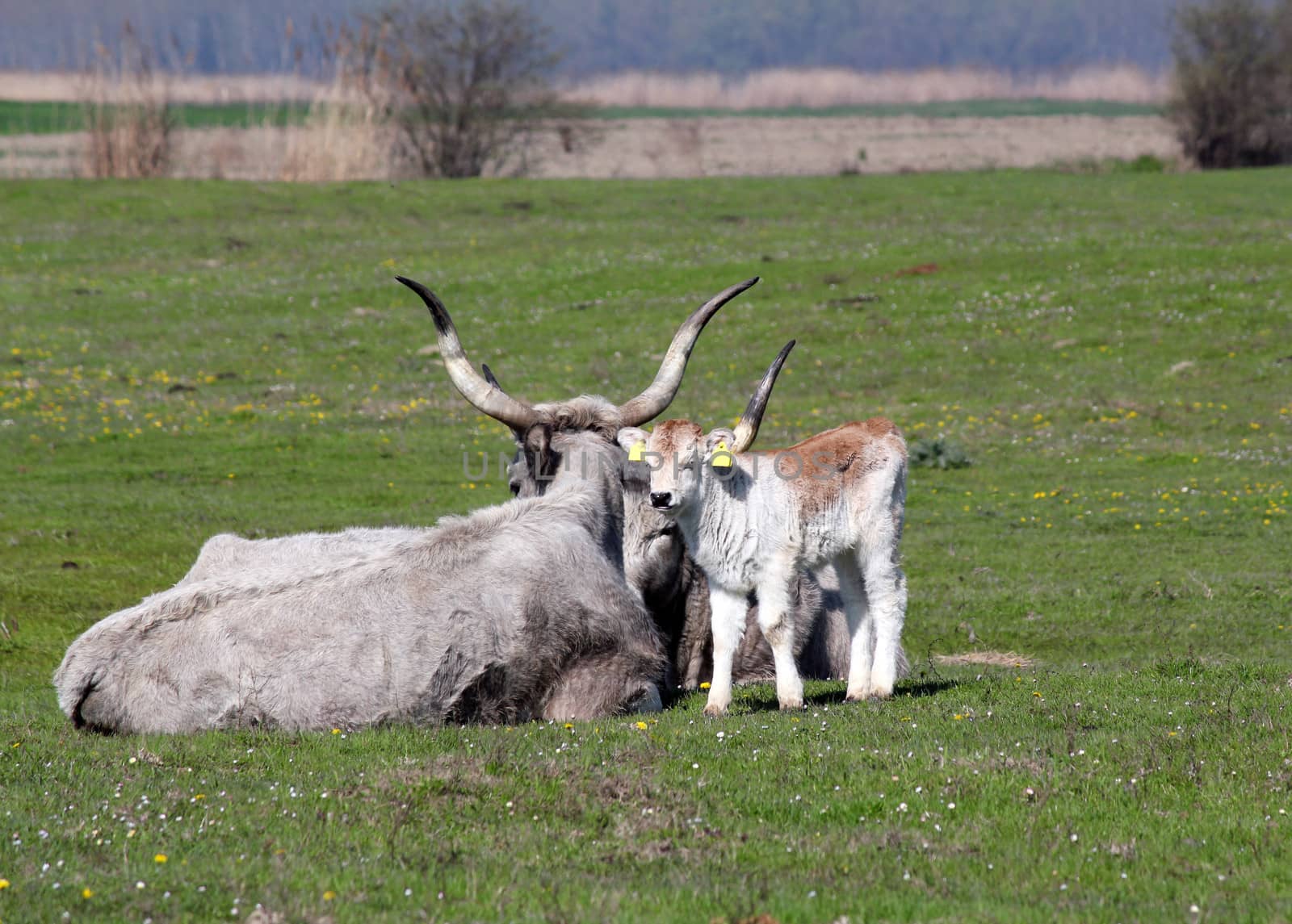 podolian calf and cow on pasture