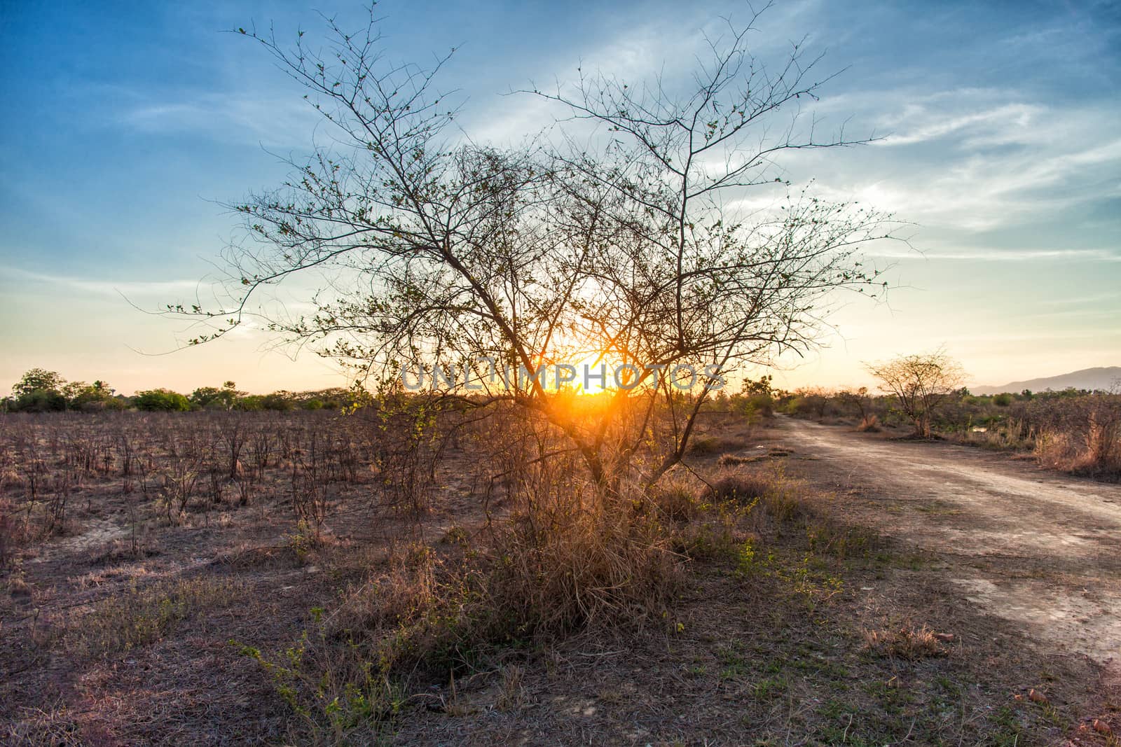 tree in field with sunset by moggara12