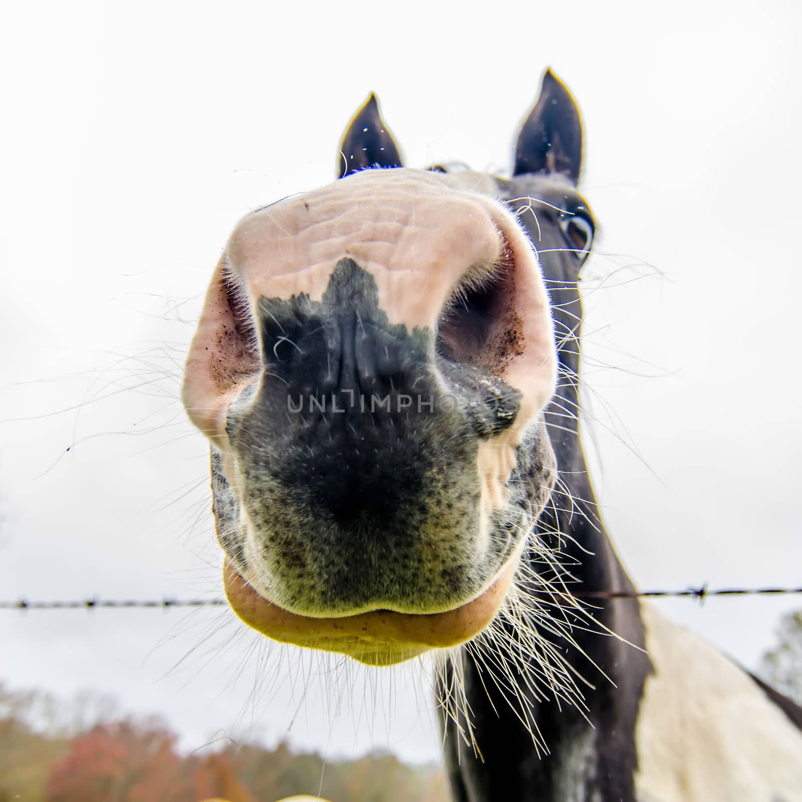 funny horse nose and portrait