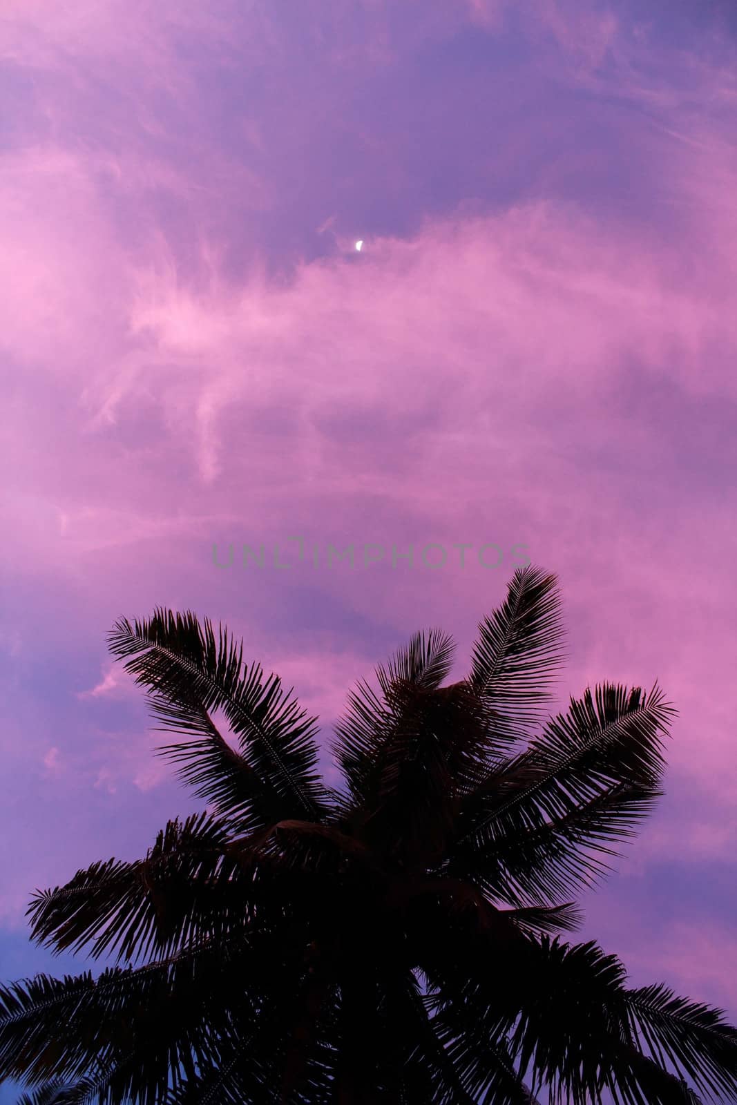 Palm Trees under the moonlight