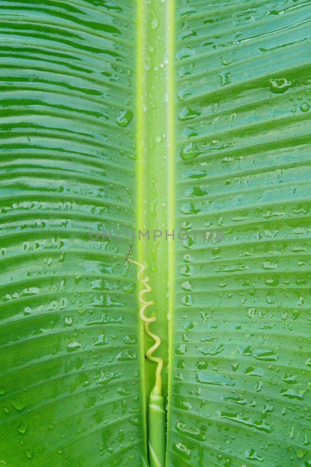 Banana leaf