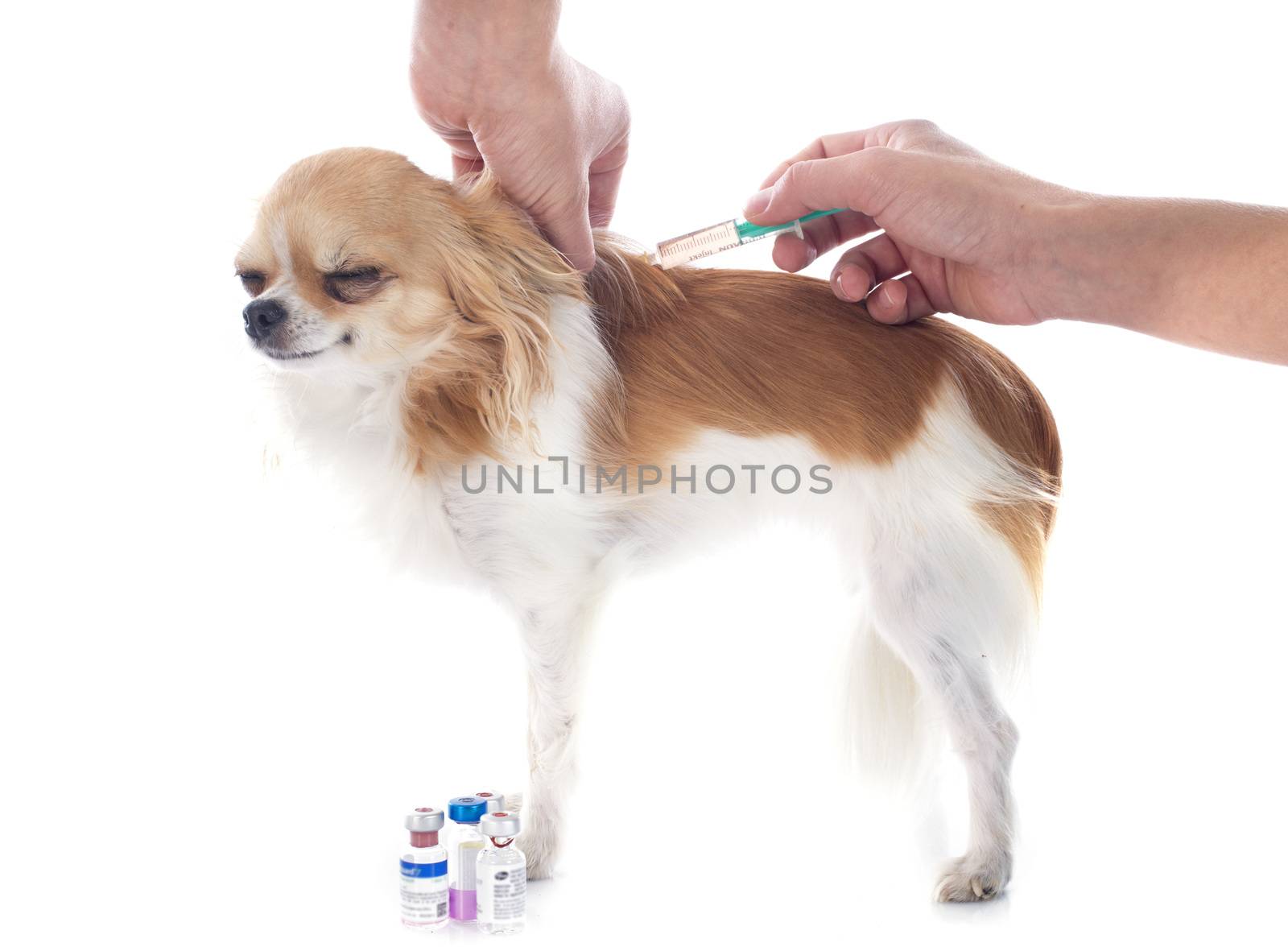 vet and dog by cynoclub