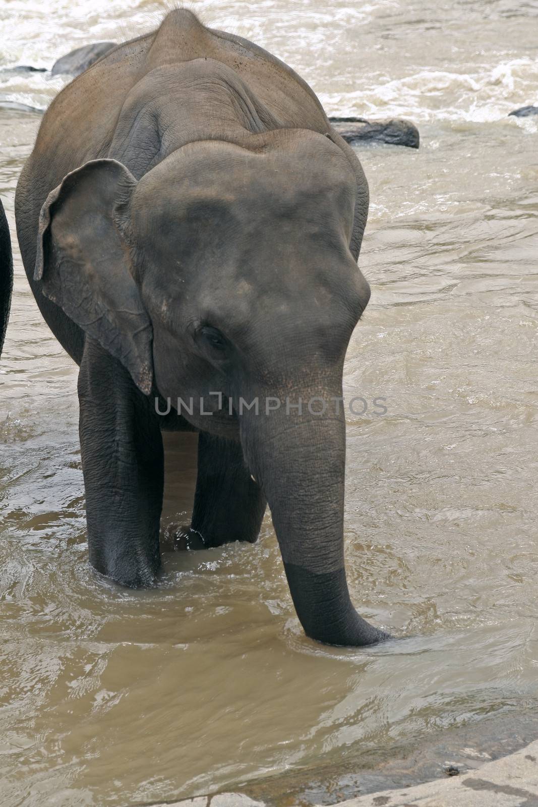 Elephant drinking water by haiderazim