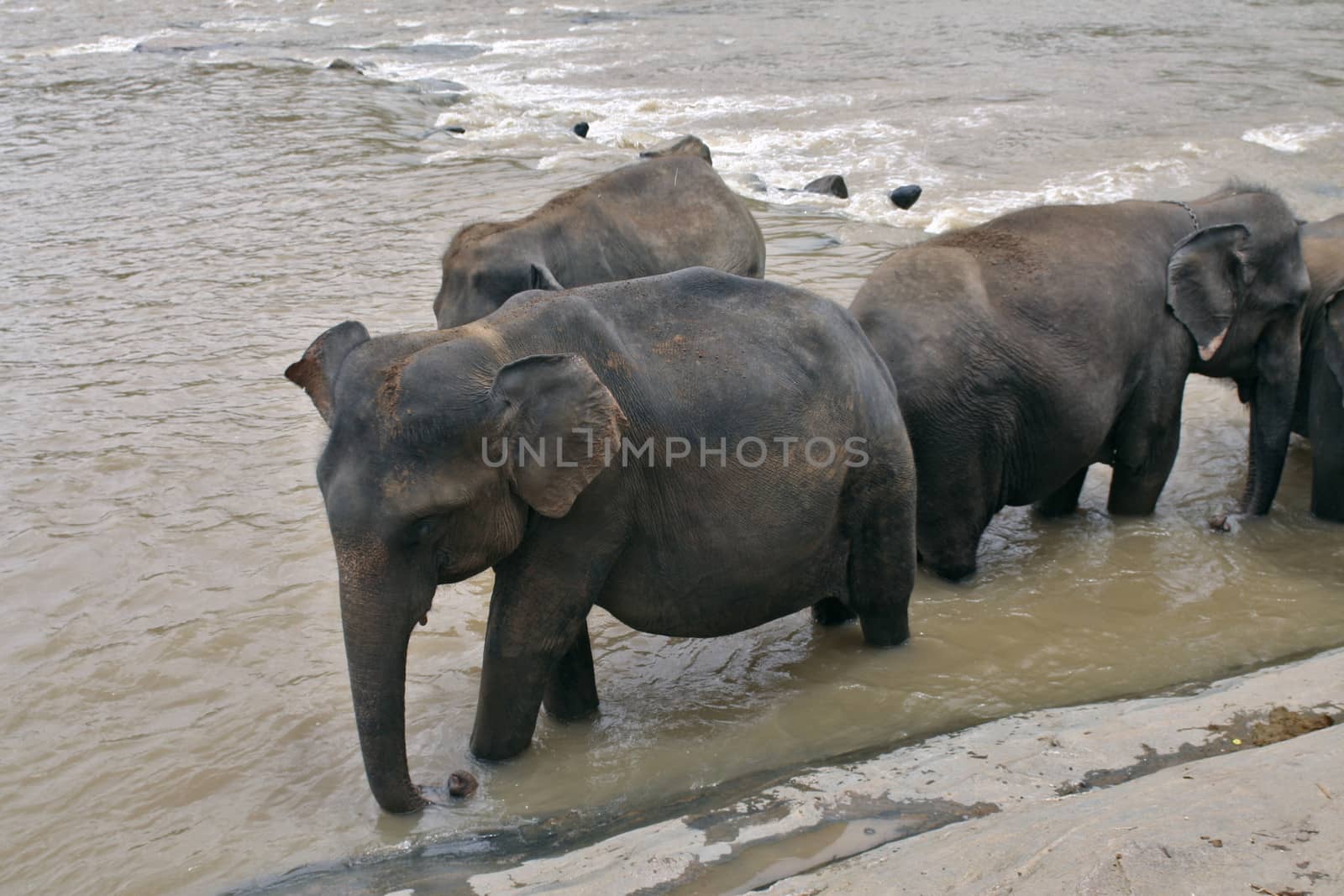 Elephants in the river by haiderazim