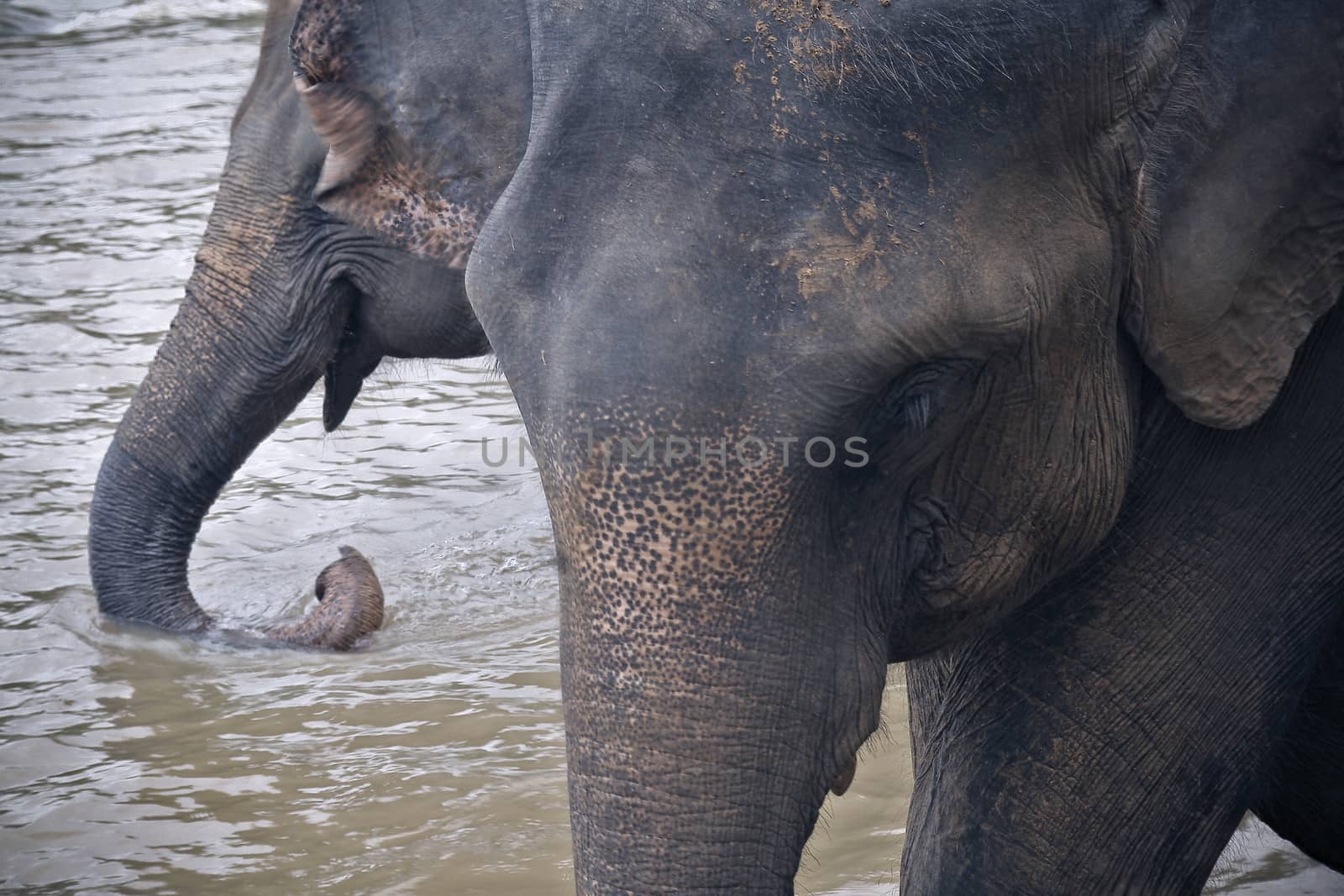 Elephants drinking water by haiderazim