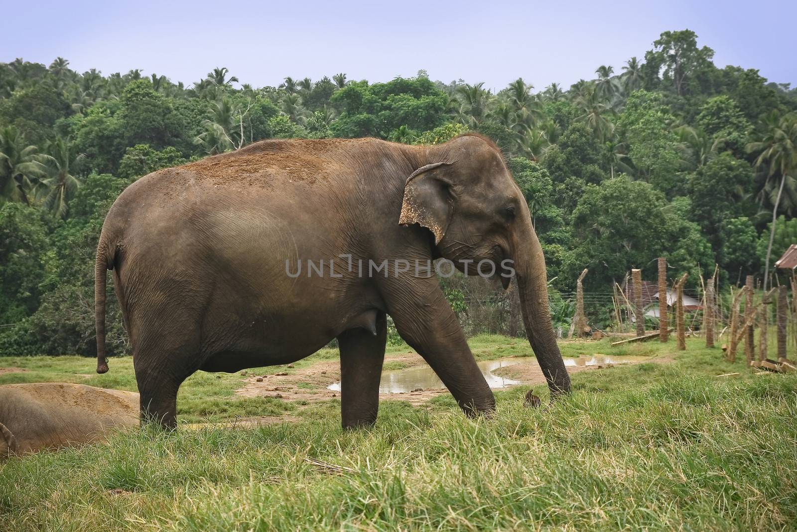 Elephant in Srilanka