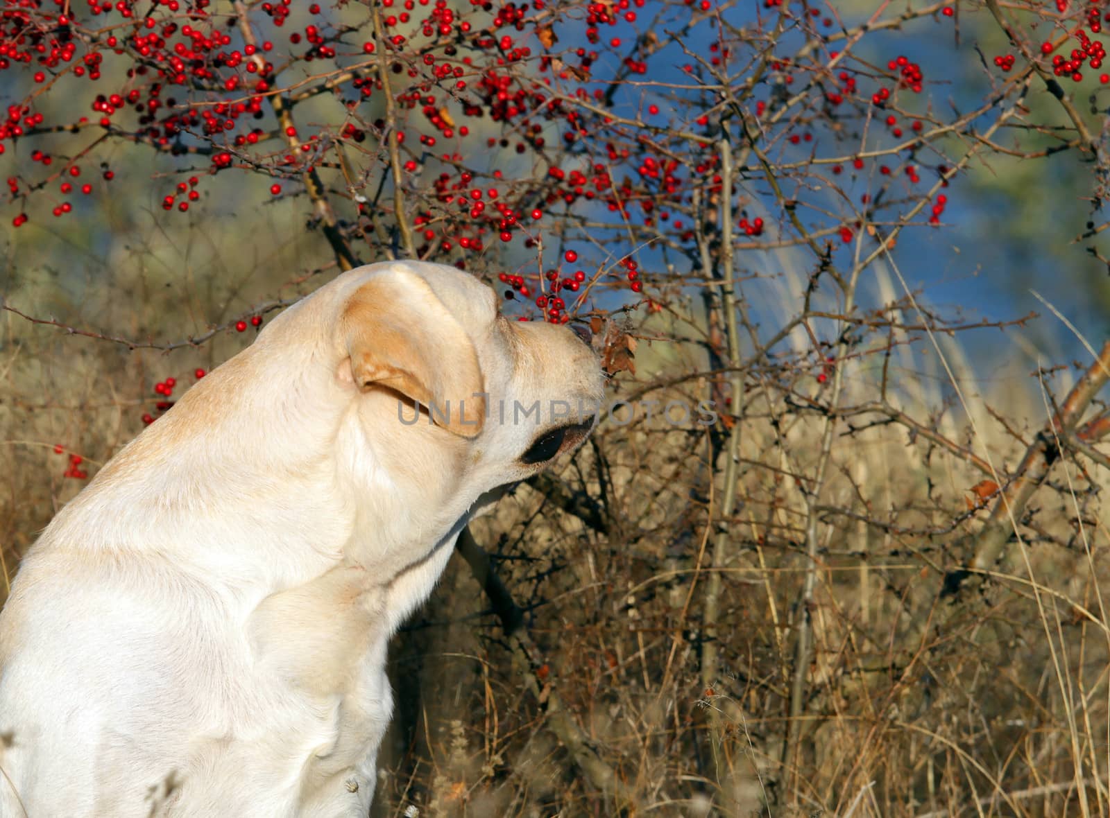 yellow labrador in the park in autumn interesting in berries