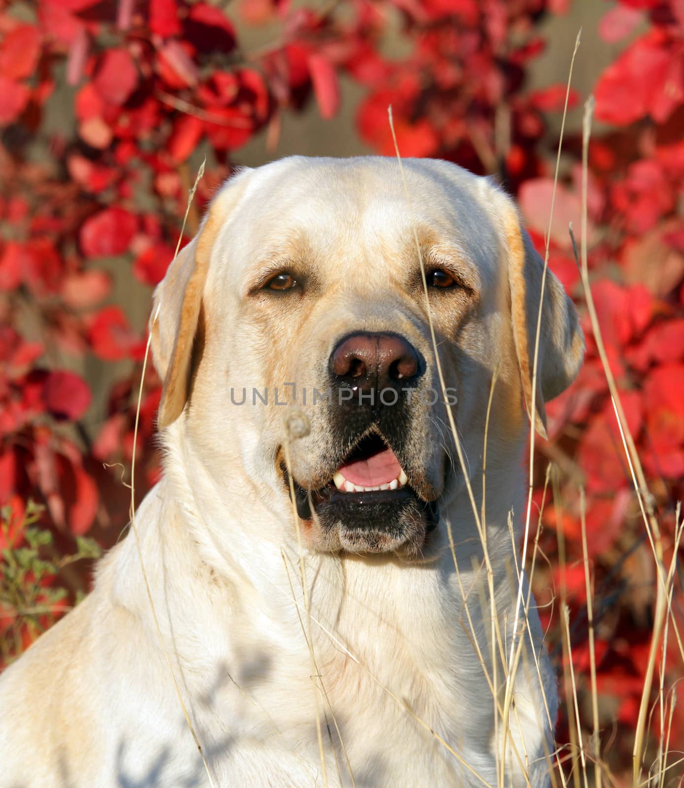 yellow labrador in the park in autumn portrait