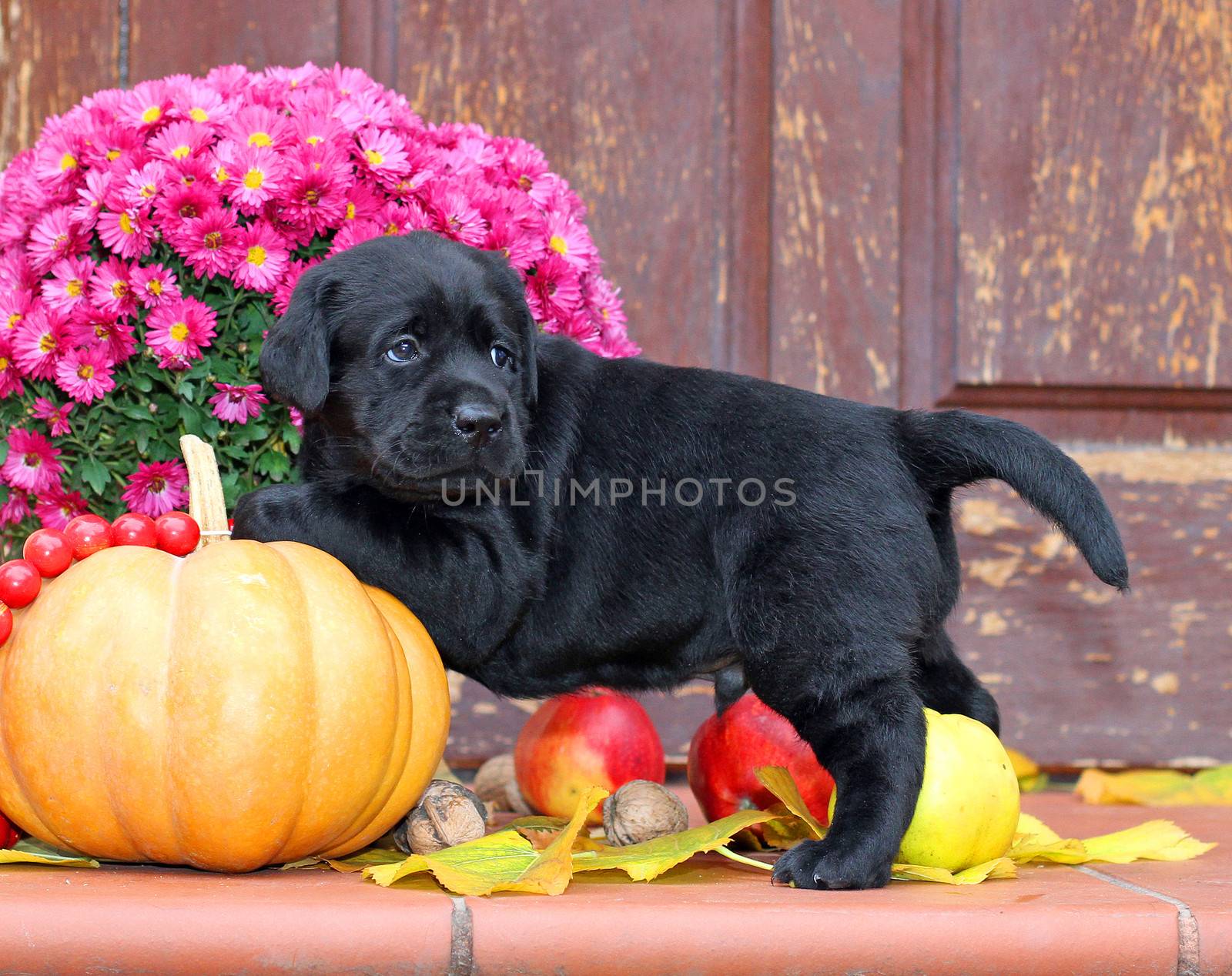 black labrador puppy sitting in autumn with leaves, pumpkin, flowers, quince, apples and nuts