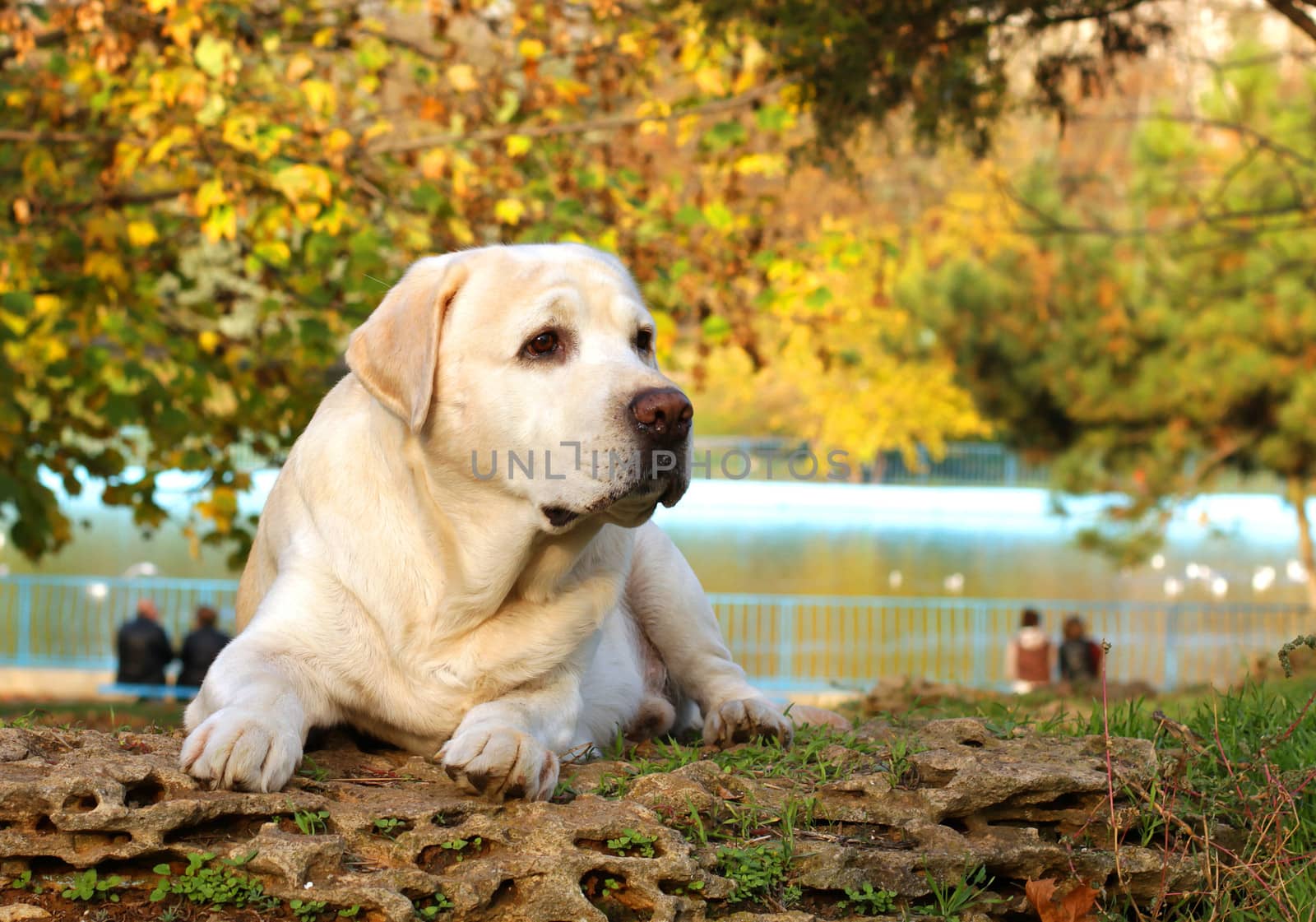 yellow labrador in the park in autumn