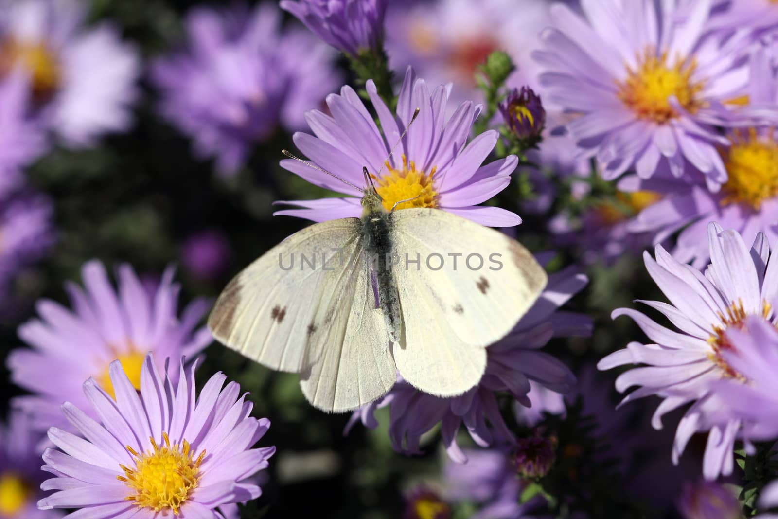 white butterfly on flower macro