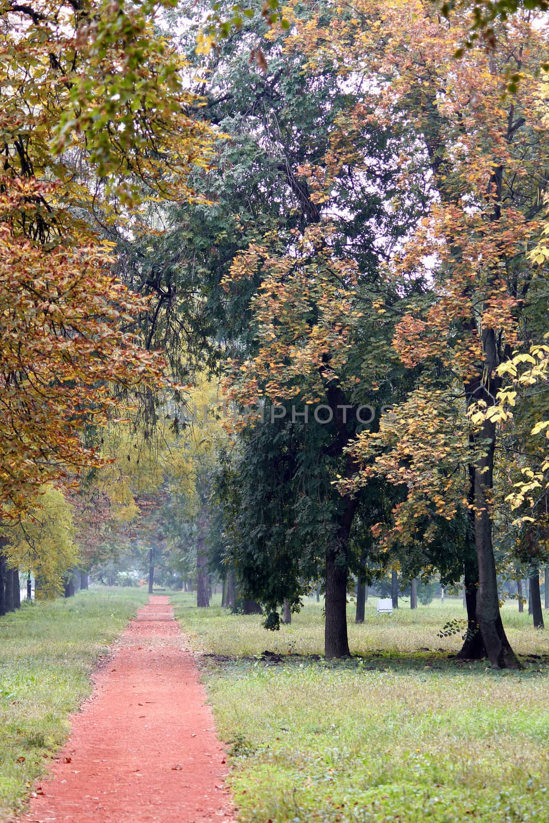 autumn park with a dirt path  by goce