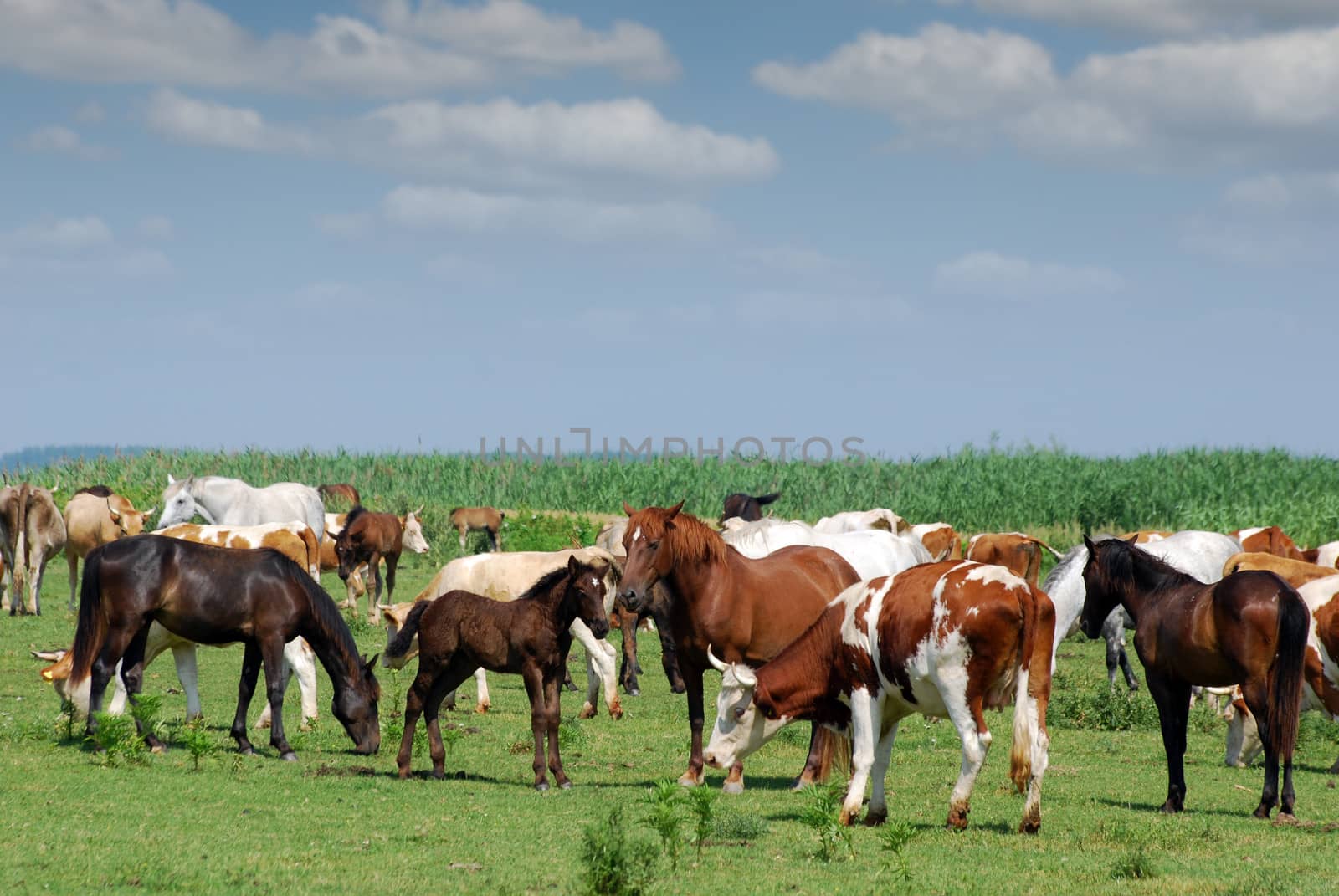 cows and horses on pasture by goce