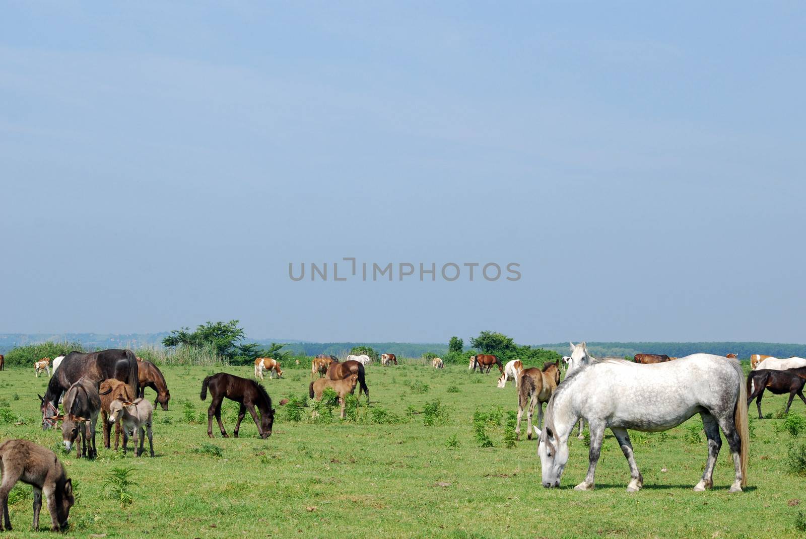 horses and donkeys on pasture