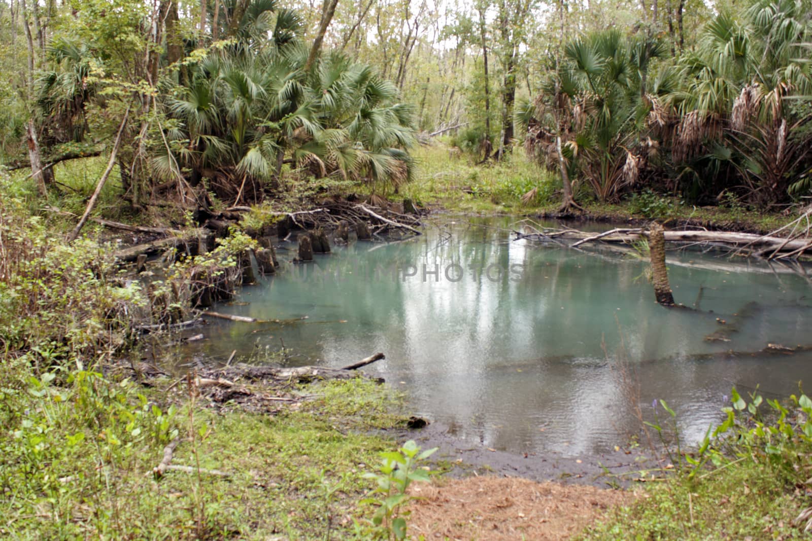 An underground spring flows into an emerald-green pond in a remote, tropical forest.  The remnants of old railroad supports are visible to the left.