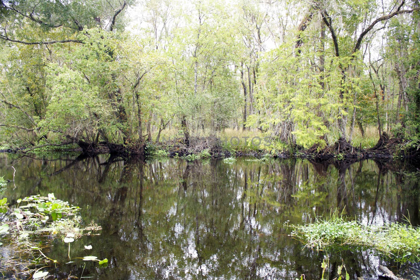 A creek flows through a remote, lush, tropical forest.