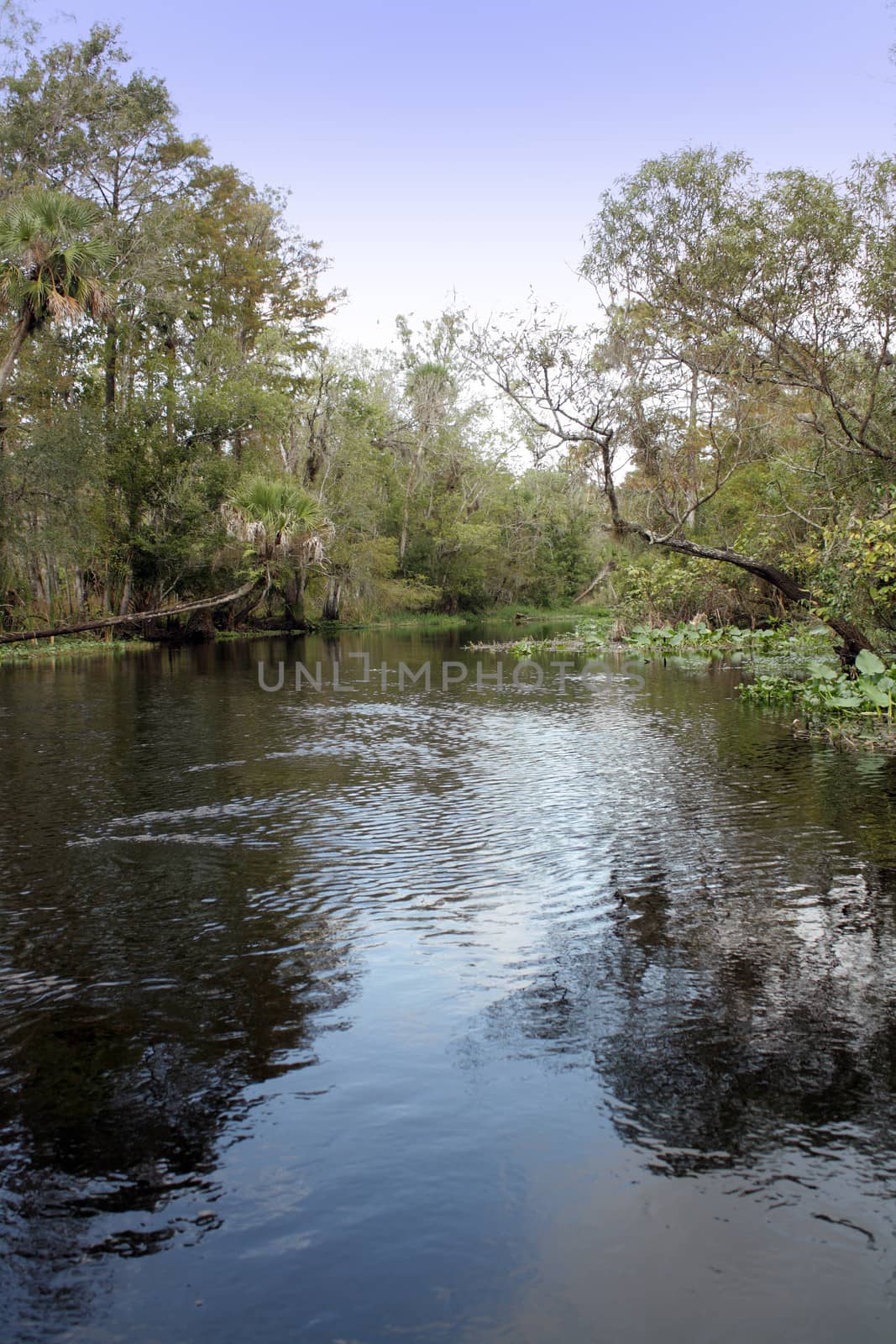 Creek in a Tropical Forest (5) by csproductions