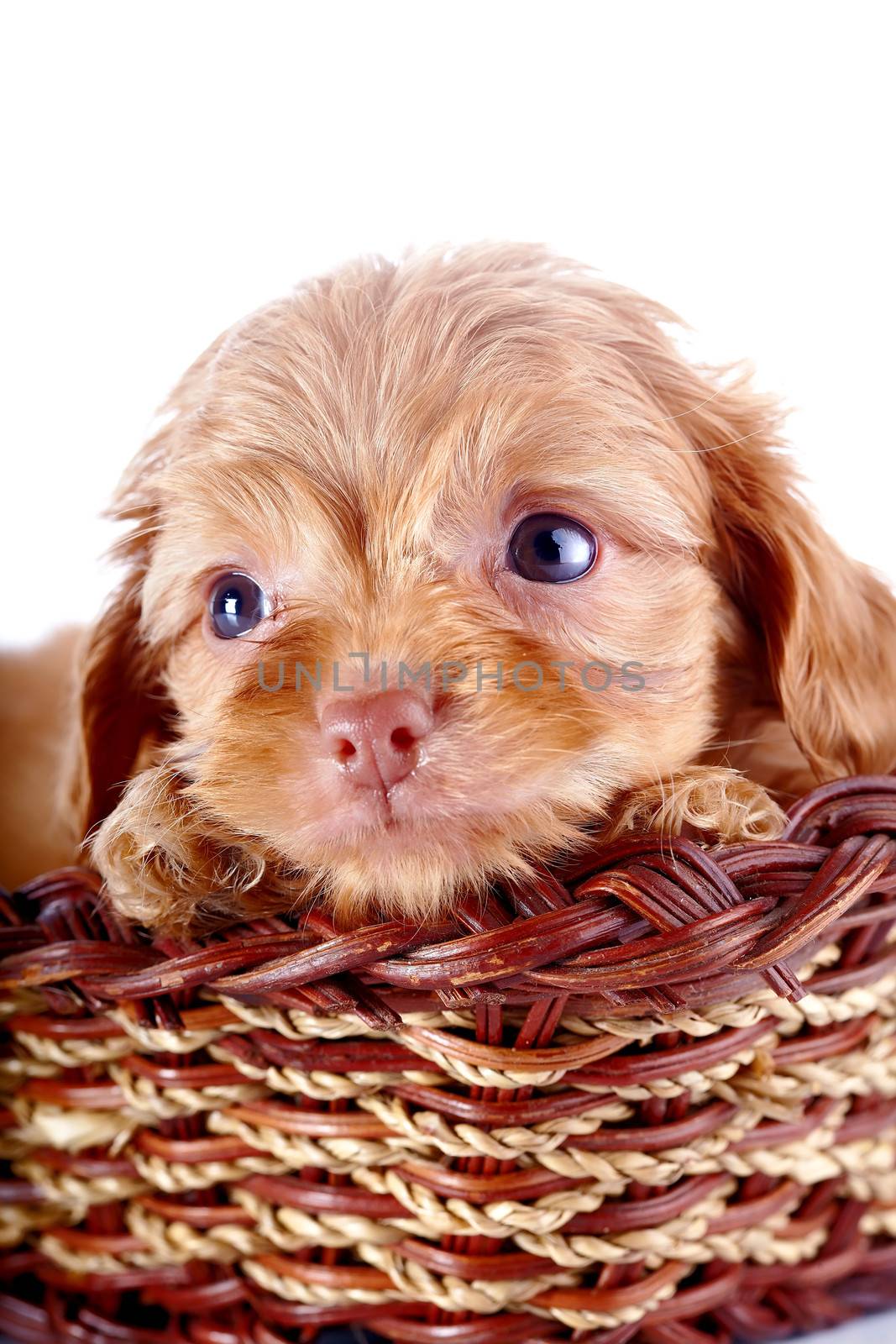Portrait of a small puppy of a decorative doggie in a wattled basket. by Azaliya