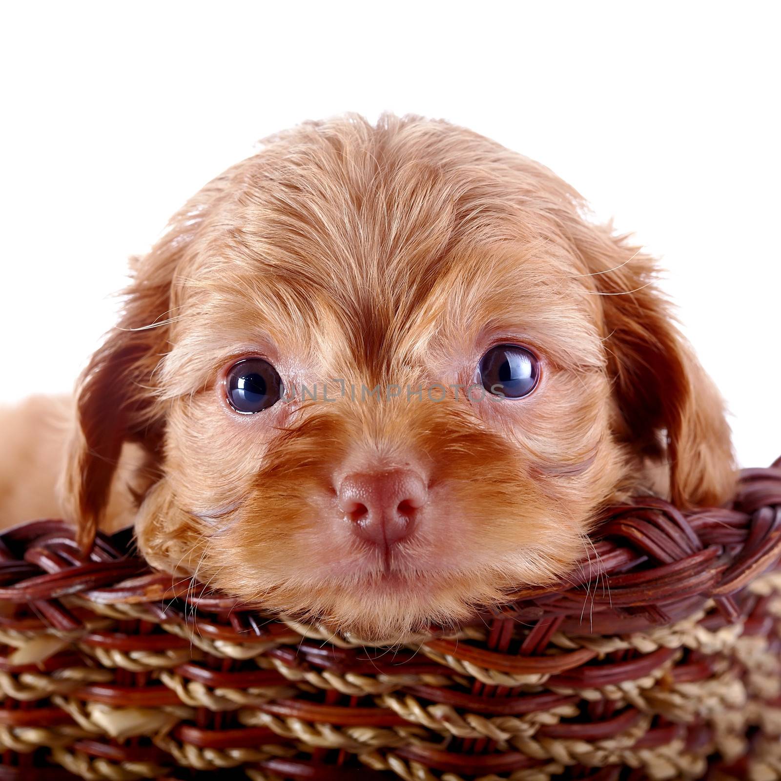 Small pretty puppy of a decorative doggie in a wattled basket. by Azaliya