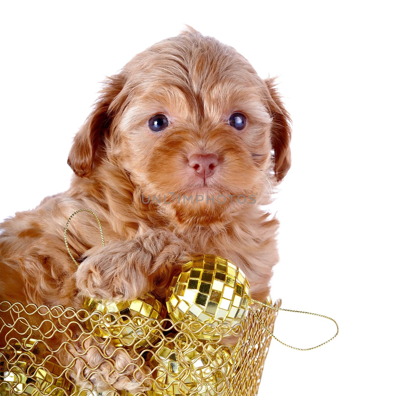 Puppy in a wattled basket with New Year's balls. Puppy of a decorative doggie. Decorative dog. Puppy of the Petersburg orchid on a white background