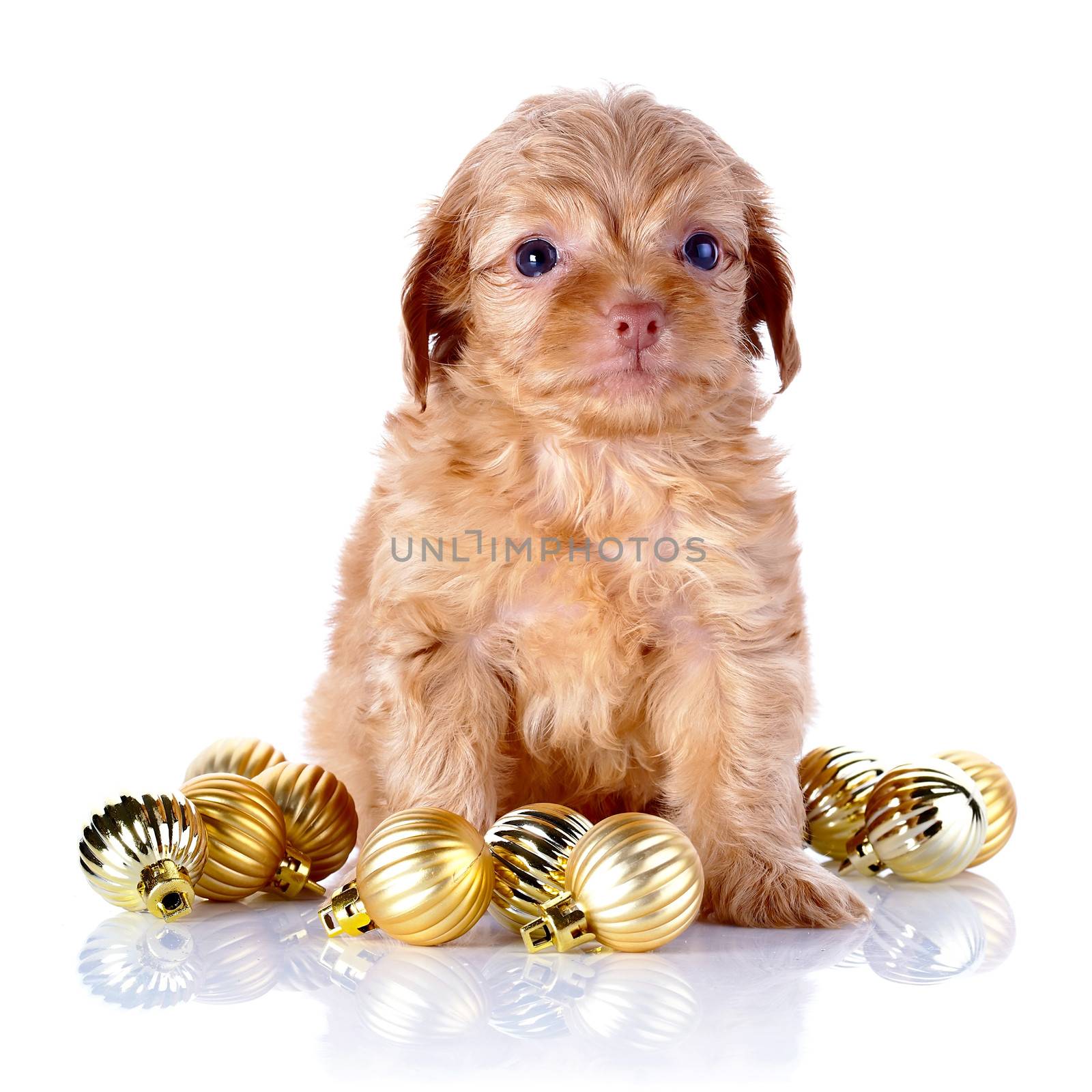 Puppy with New Year's balls. by Azaliya