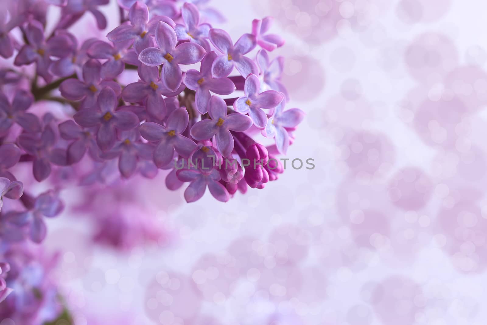 branch of a lilac by victosha