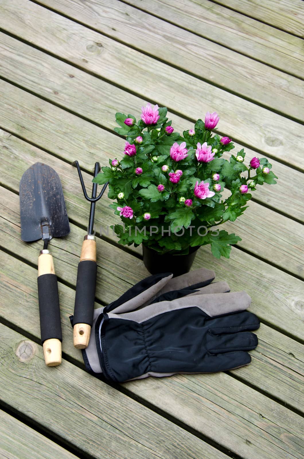 Gardening tools on wooden background