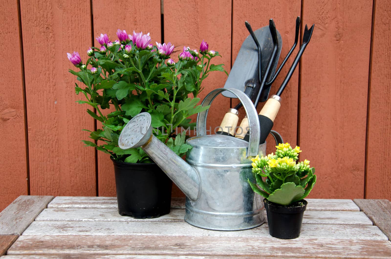 Gardening tools on wooden background