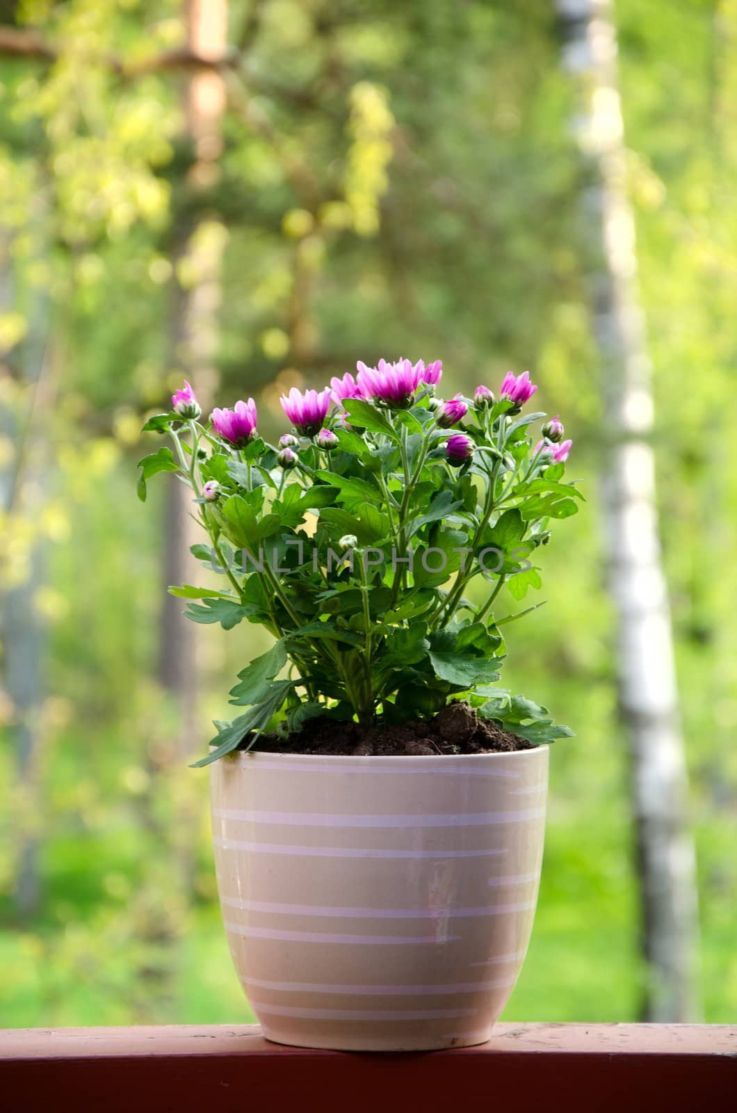 Flower in pot on garden background.