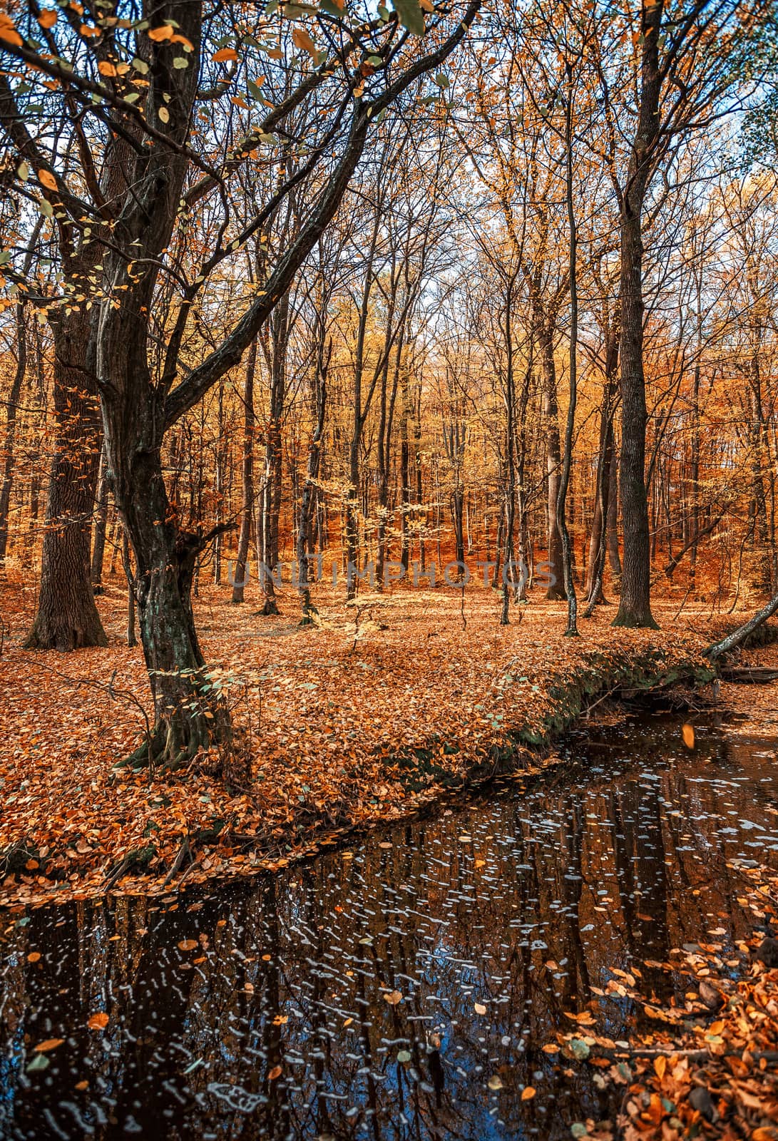 Beautiful day in the misty autumn fores with creek