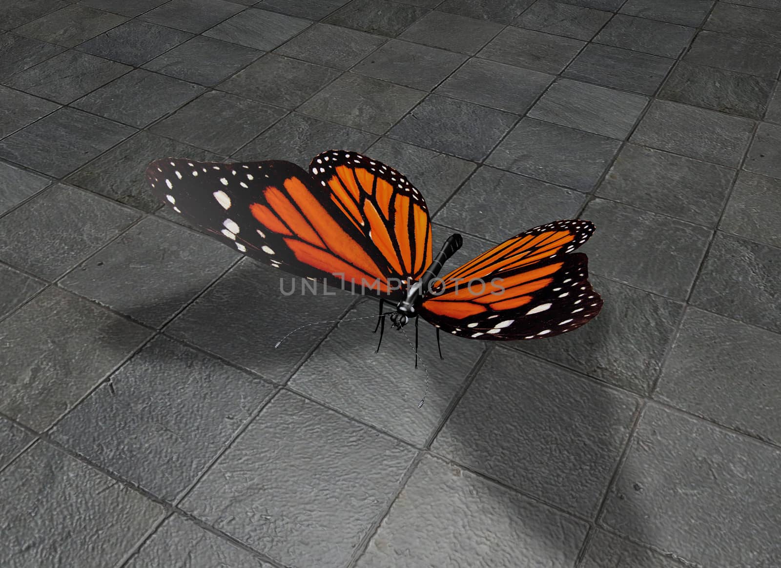 butterfly on grey floor