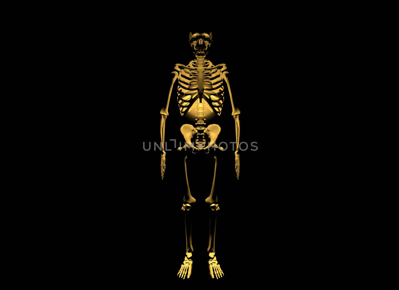 Skeleton on black background