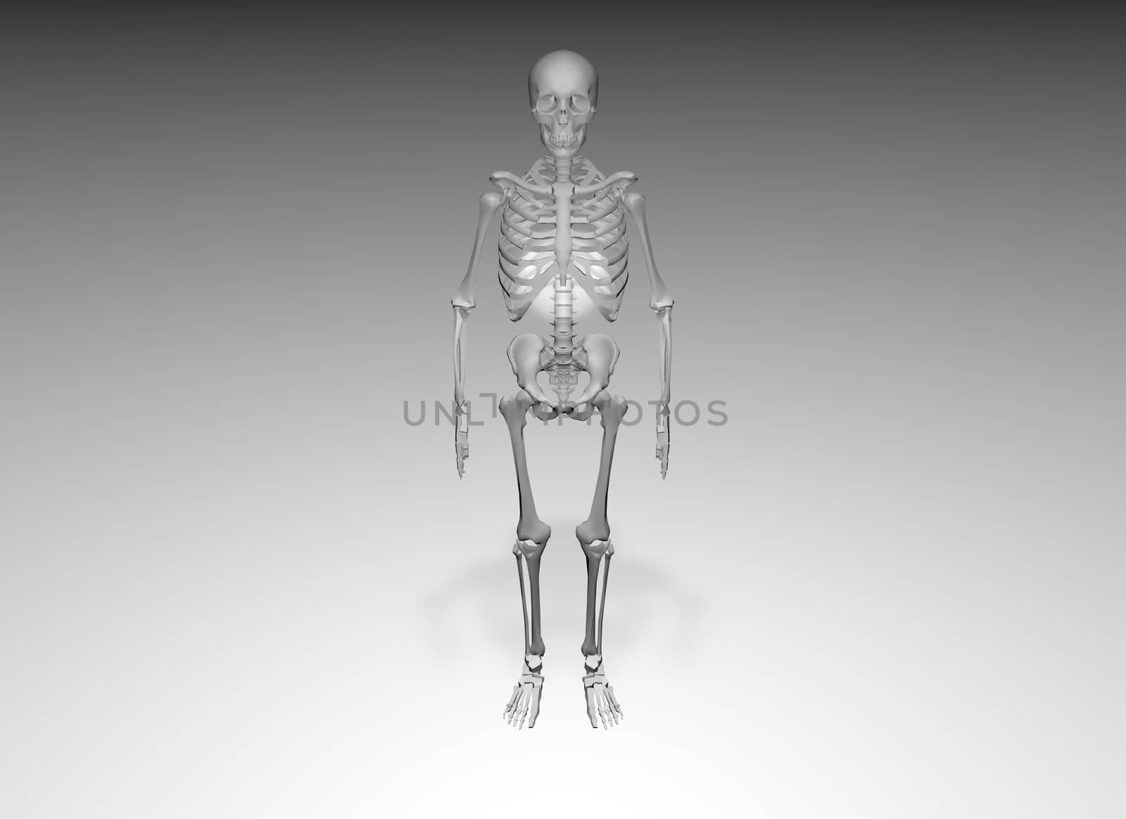 Skeleton on white background by xizang