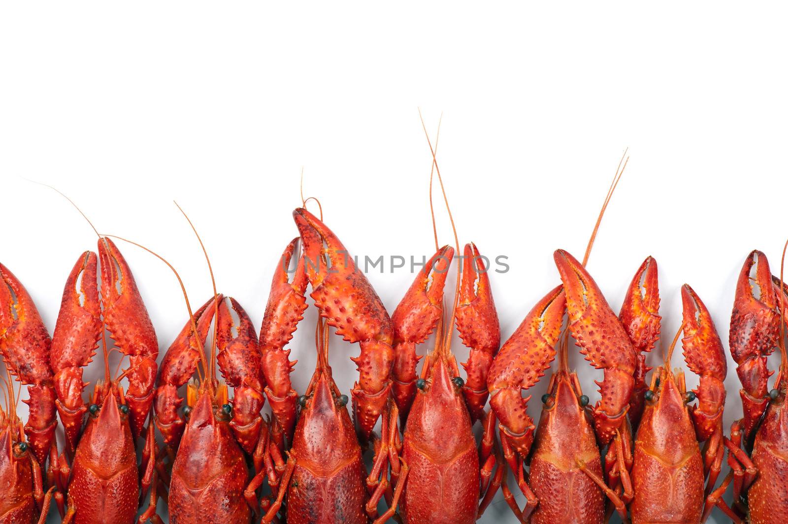 Prepared many red crayfish on white background