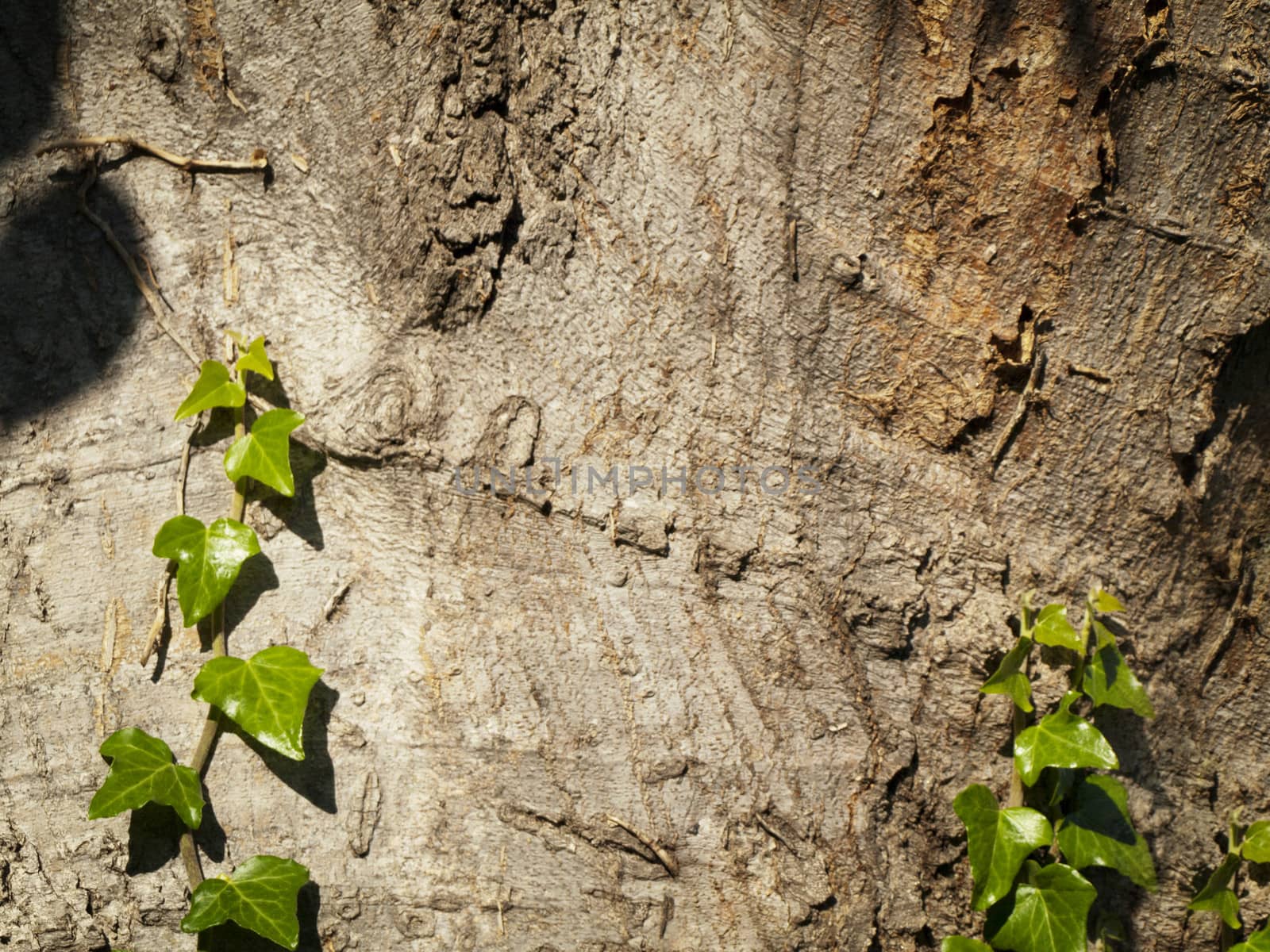 Green Ivy at Wooden Background, Copyspace
