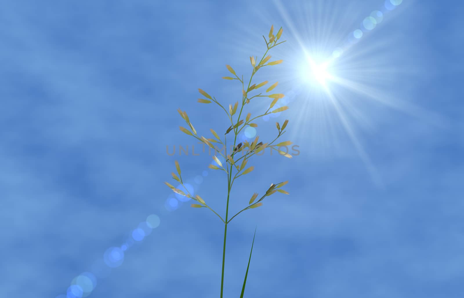 Sun shining over a flower